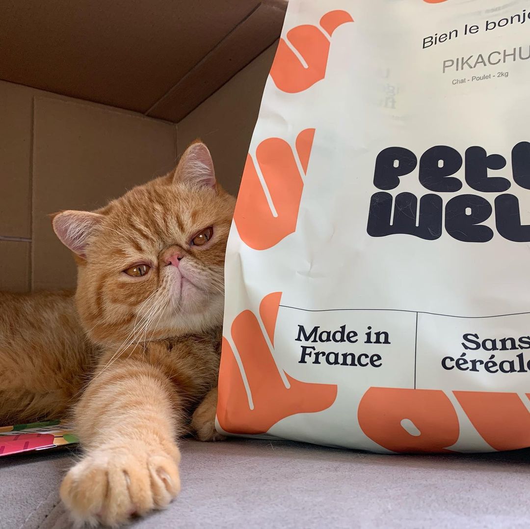 Notre recommandation : Croquettes Urinary Pour Chat - Système Urinaire Renforcé