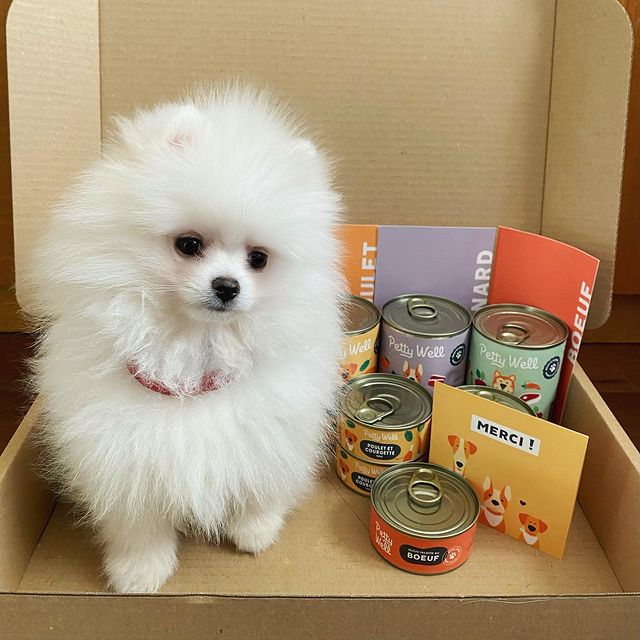 Coffret Pâtées Chiot - Poulet, Boeuf