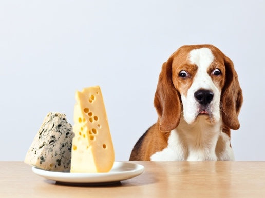 La liste des aliments toxiques pour votre chien
