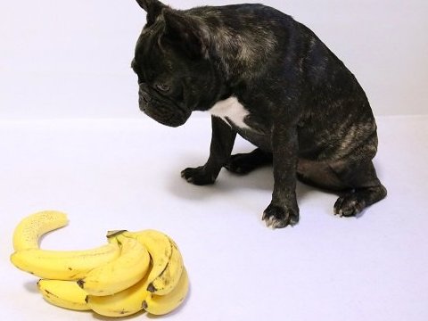 Banane et chien