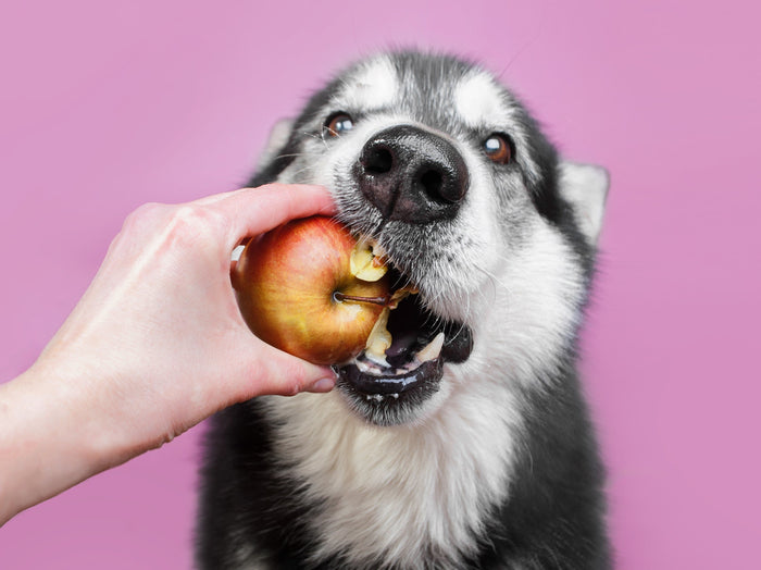 Peut-on donner de la pomme à son chien ?