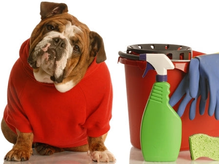 Un shampoing adapté à votre chien